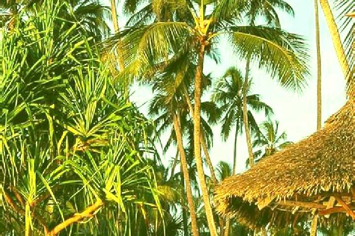 Iris, 33 — Escort in Bukonyo, Tanzania