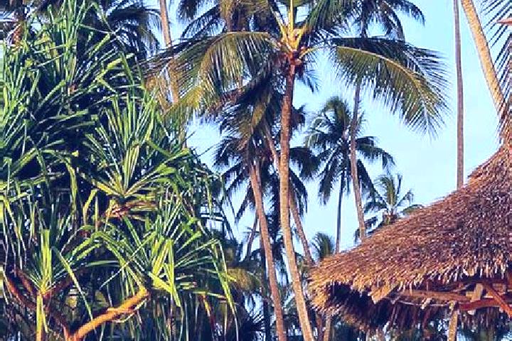 Iris, 38 — Escort in Vwawa, Tanzania