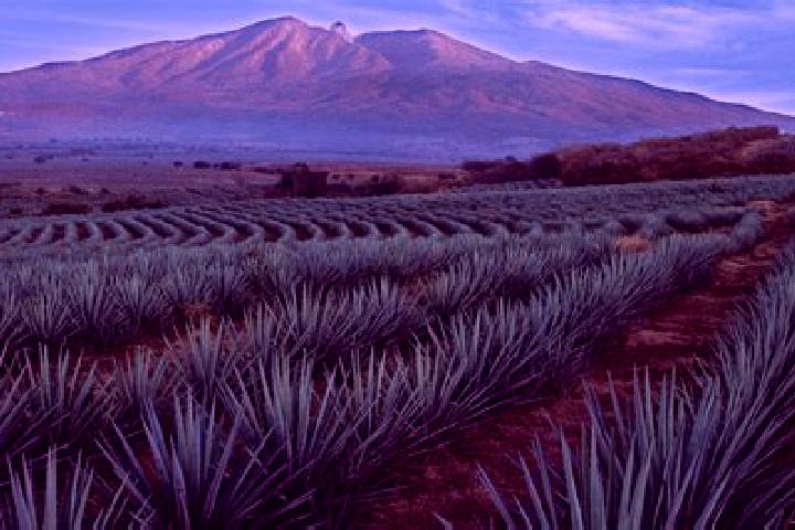 Iris, 39 — Escort in El Cacalote, Mexico