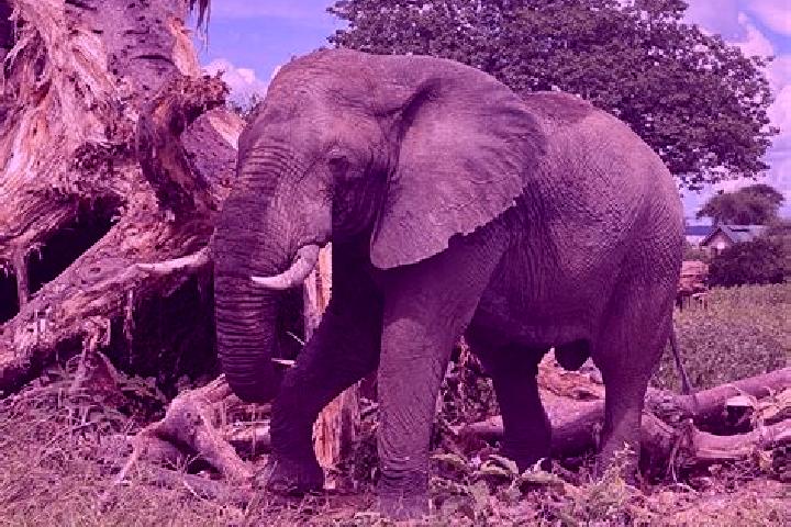 Isabella, 28 — Escort in Monduli, Tanzania