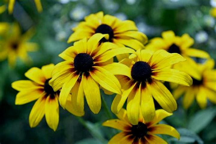 Isabella, 29, a black grey-eyed ebony companion based in Urvillers. Offering Duos, Fetish, Striptease, Prostate Massage, Massage. Available for incall and ou...