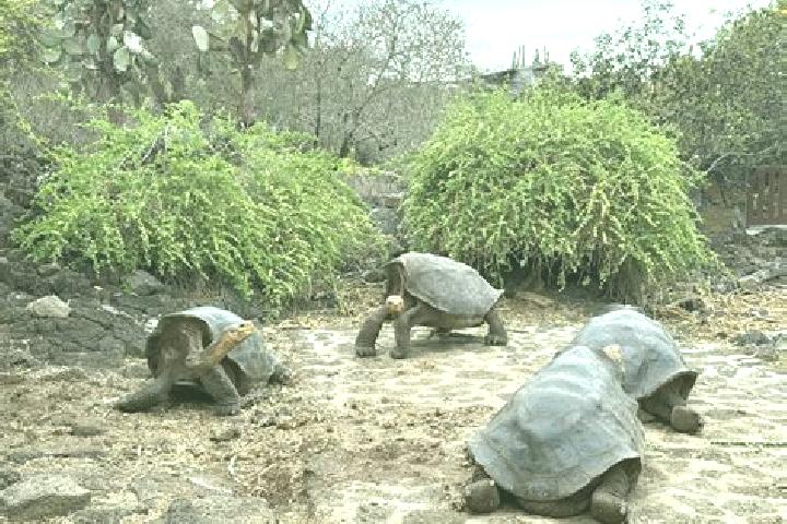 Isabella, 29 — Escort in Galapagos, Spain