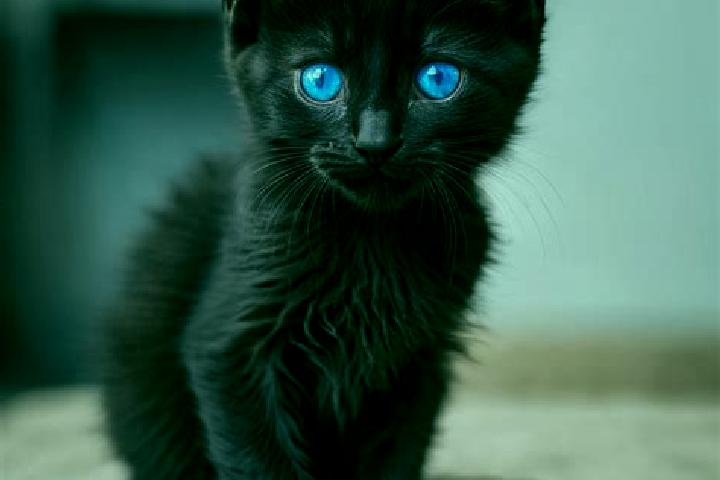 Isabella, 37, a black blue-eyed caribbean companion based in Kyrylivka. Offering Travel Companion, Domination, BDSM, GFE. Available for incall and outcall, o...