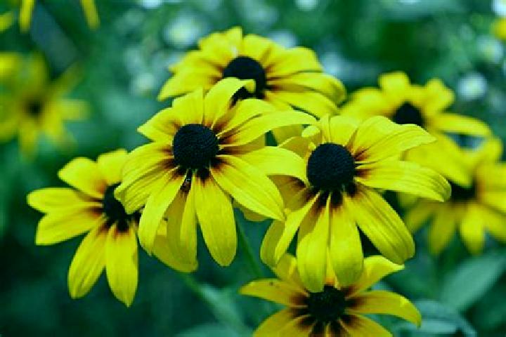 Ivy, 25, a black hazel-eyed mediterranean companion based in Bransford. Offering CIM, Overnight, Party Girl, Couples. Available for incall and outcall, day a...