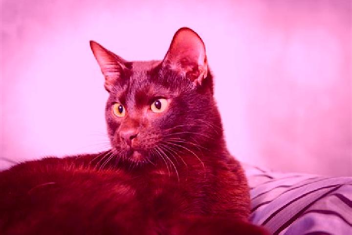 Ivy, 29, a black brown-eyed ebony companion based in Zhaolingpu. Offering Striptease, BDSM, Erotic Massage, Dinner Date, OWO. Available for incall and outcal...