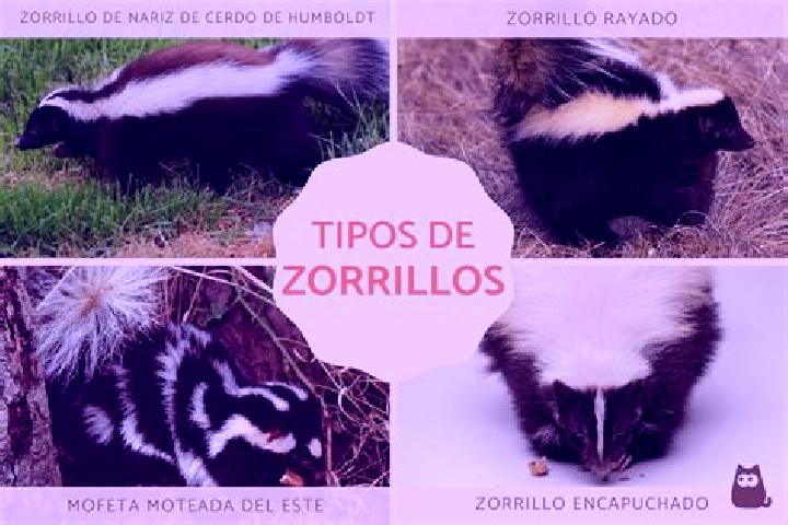 Ivy, 31 — Escort in Los Reyes (Zorrillos), Mexico