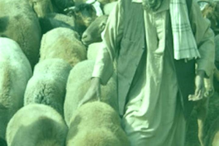 Ivy, 38 — Escort in Sayad, Afghanistan