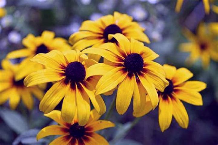 Jade, 25, a black dark-eyed asian companion based in Andalucia. Offering Girlfriend Experience, Domination. Available for incall and outcall, day and evening...