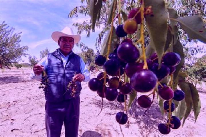 Jade, 26 — Escort in El Capulin, Mexico