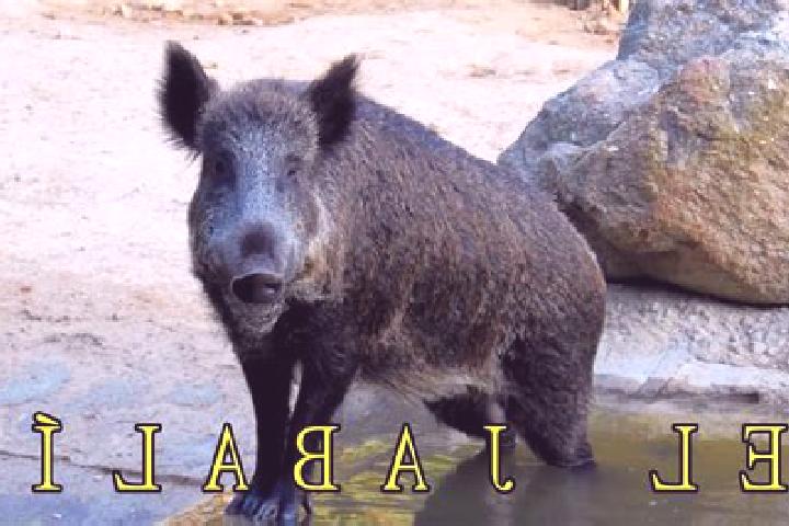 Jade, 32 — Escort in El Jabali, Mexico