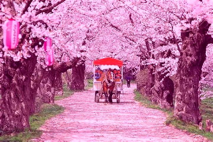Jade, 39 — Escort in Takefu, Japan