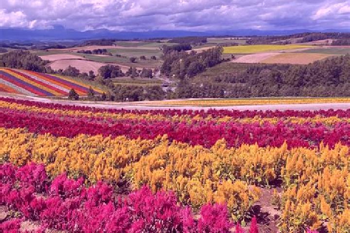 Kinsley, 26 — Escort in Furano, Japan
