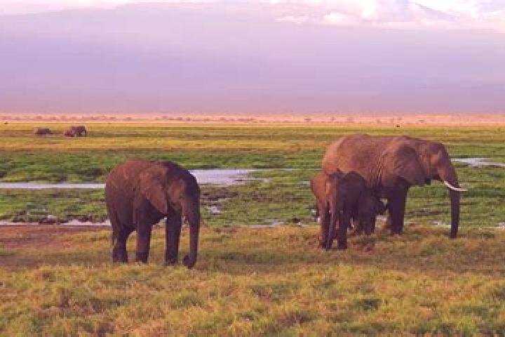 Kinsley, 39 — Escort in Karatina, Kenya