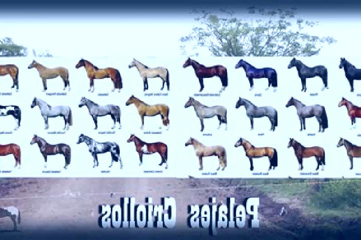 Layla, 29 — Escort in Puerto General Nicolas Bravo (Filo de Caballos), Mexico
