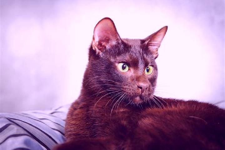 Lillian, 37, a black brown-eyed mixed companion based in Beriain. Offering Fetish, Deep French Kissing, Overnight, Party Girl. Available for incall and outca...