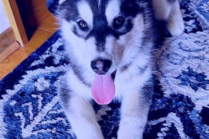 Lily, 21, a black brown-eyed mixed companion based in Vetrny Jenikov. Offering Erotic Massage, Striptease, Deep French Kissing, Roleplay. Available for incal...