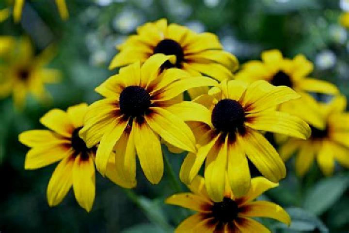 Lily, 29, a black brown-eyed indian companion based in Dwikozy. Offering Erotic Massage, A-Level, GFE. Available for incall and outcall, overnight bookings a...