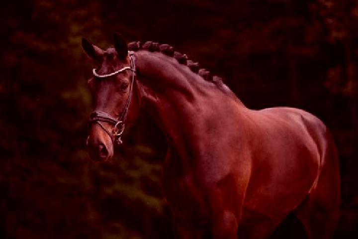 Lily, 34, a chestnut brown-eyed european companion based in Flaxton. Offering Tantra, Fetish, Couples. Available for incall and outcall, day and evening dates.