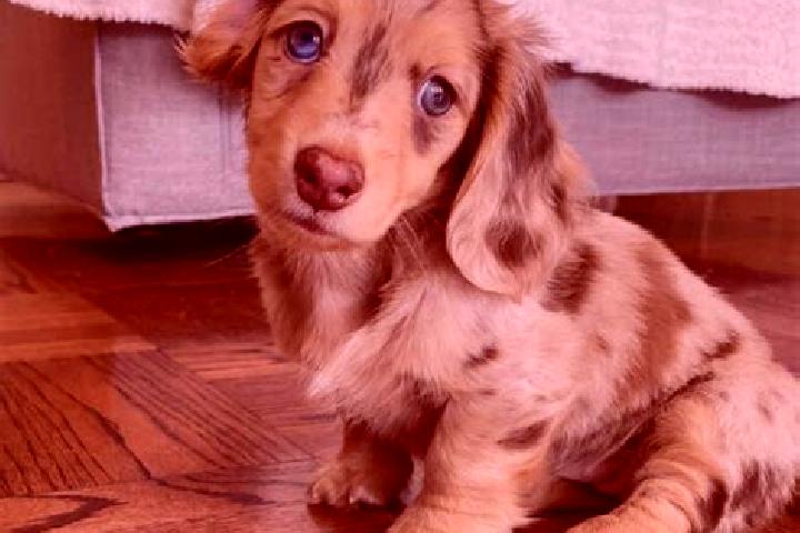 Lily, 36, a chestnut blue-eyed mixed companion based in Cerkes. Offering Duos, Travel Companion, CIM. Available for incall and outcall, overnight bookings av...