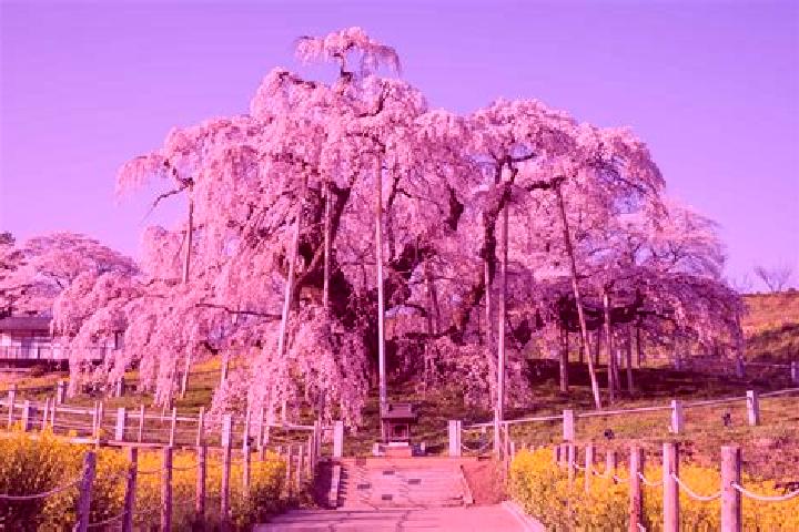 Lucy, 33 — Escort in Funehikimachi-funehiki, Japan