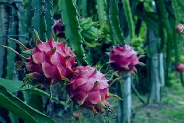 Luna, 27 — Escort in Panuco (La Pitahaya) [Nuevo Centro de Poblacion], Mexico