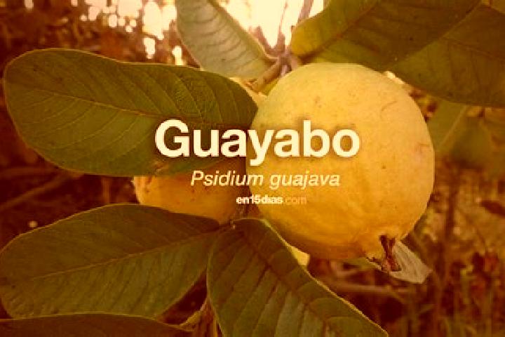 Maya, 28 — Escort in Guayabo de Santa Rita, Mexico