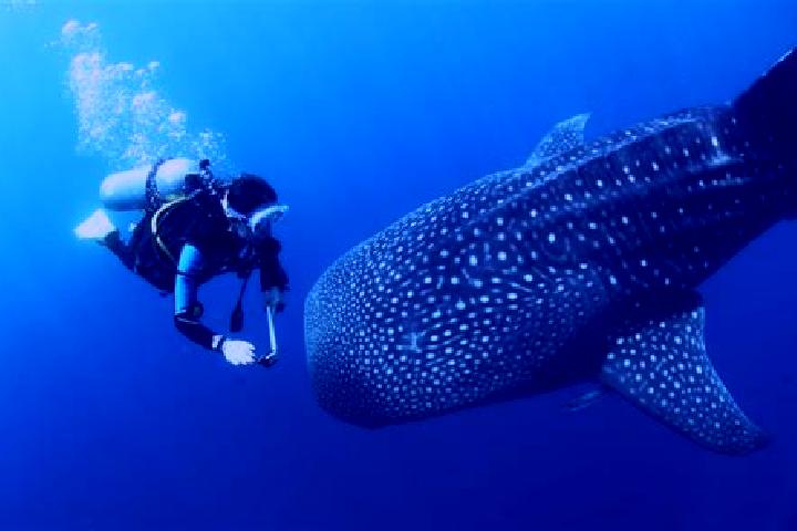 Maya, 36 — Escort in La Ballena, Mexico