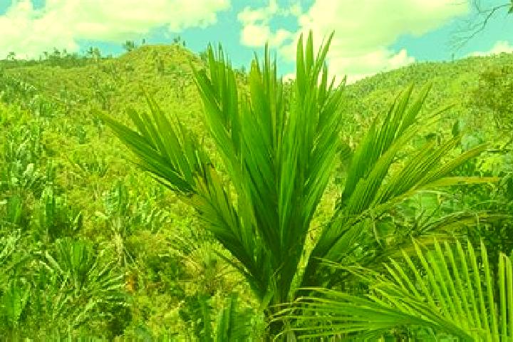 Maya, 37 — Escort in Ifanadiana, Madagascar