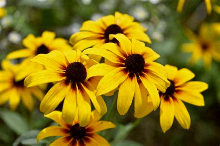 Maya, 38, a black grey-eyed latina companion based in Villiers-le-Bacle. Offering Deep French Kissing, A-Level, 69. Available for incall and outcall, day and...