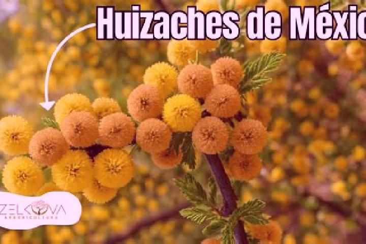 Mia, 25 — Escort in El Huizache, Mexico