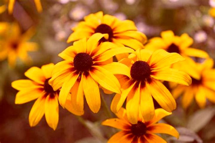 Mia, 39, a black brown-eyed caucasian companion based in Nechi. Offering Domination, Erotic Massage, CIM, Fetish. Available for incall and outcall, overnight...