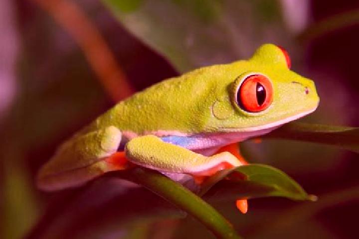 Naomi, 23, a red green-eyed caribbean companion based in Chautapal. Offering Striptease, OWO, Duos. Available for incall and outcall, day and evening dates.