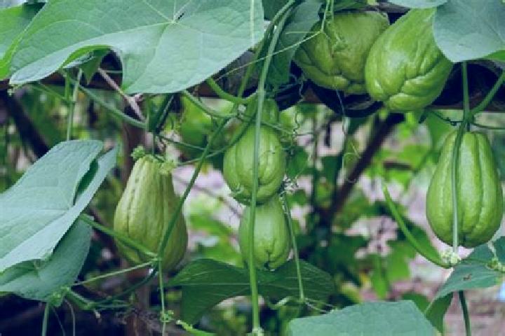 Naomi, 24 — Escort in El Chayote, Mexico