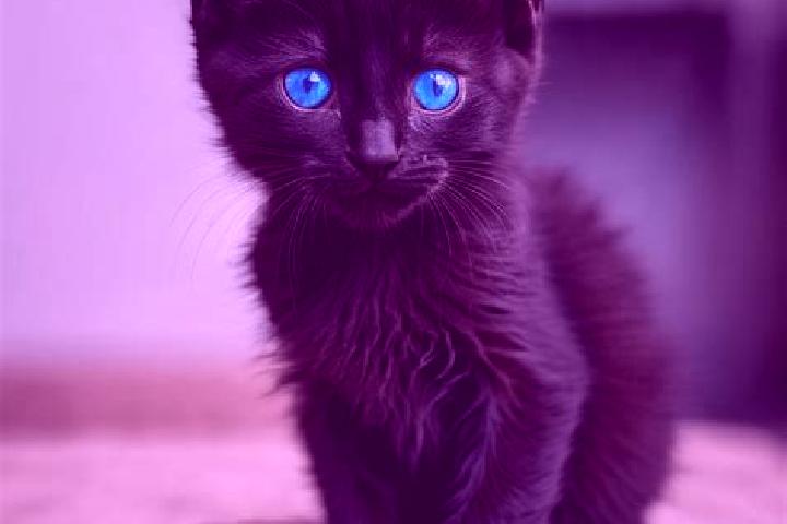 Naomi, 25, a black blue-eyed caribbean companion based in Hammoor. Offering BDSM, Erotic Massage, Massage. Available for incall and outcall, overnight bookin...