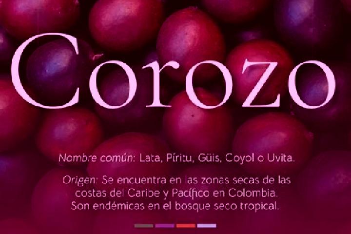 Natalie, 20 — Escort in El Corozo, Venezuela