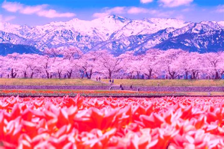Natalie, 39 — Escort in Toyoyama, Japan