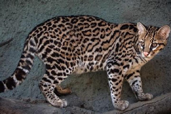 Nora, 30 — Escort in Ocelota, Mexico
