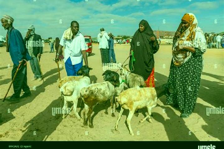 Nova, 25 — Escort in Burao, Somalia