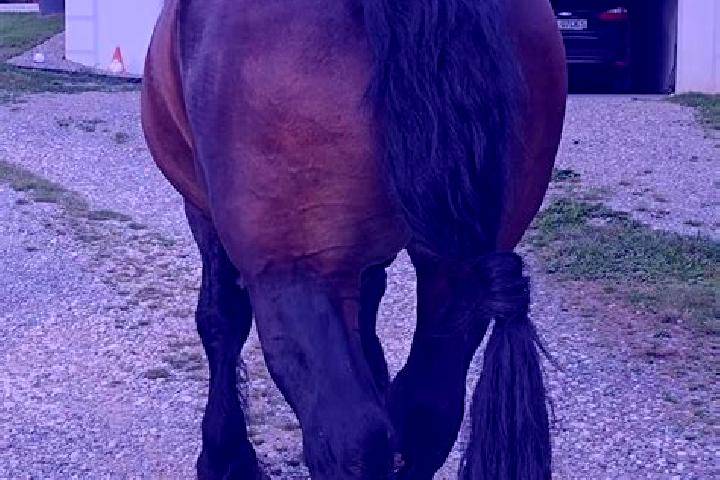 Nova, 29 — Escort in Ladauti, Romania