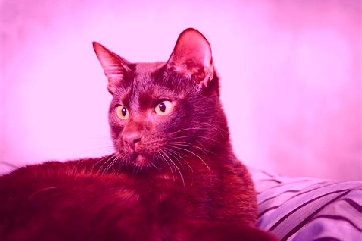 Nova, 32, a black brown-eyed european companion based in Engen. Offering Domination, Girlfriend Experience, Dinner Date, Overnight, Striptease. Available for...