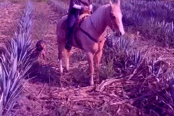 Olivia, 21 — Escort in Arroyo Zacate, Mexico