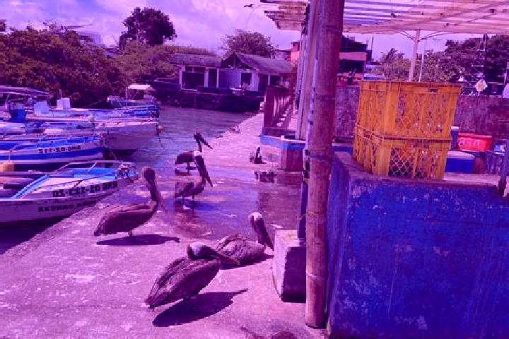Olivia, 23 — Escort in Puerto Ayora, Ecuador