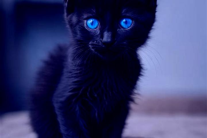 Olivia, 24, a black blue-eyed caribbean companion based in Narkanda. Offering GFE, Dinner Date, Roleplay, Fetish, OWO. Available for incall and outcall, over...