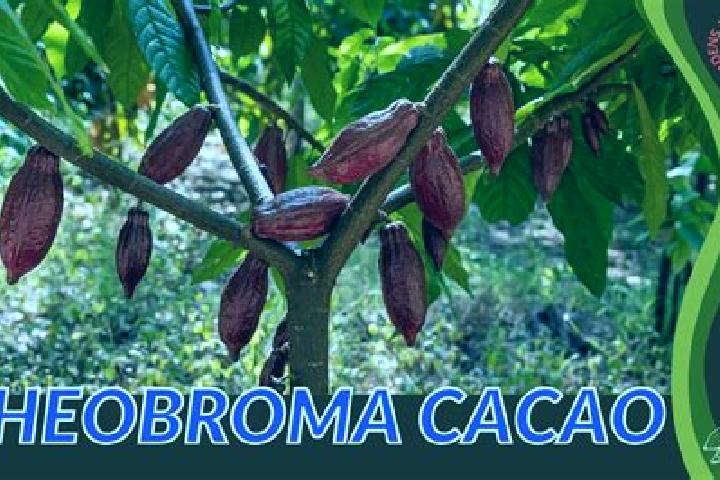 Penelope, 25 — Escort in Theobroma, Brazil