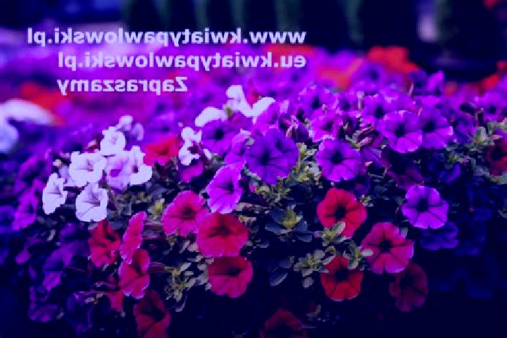 Penelope, 26 — Escort in Zawady, Poland