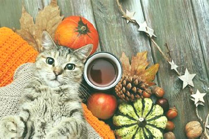 Piper, 20 — Escort in Cat, Turkey
