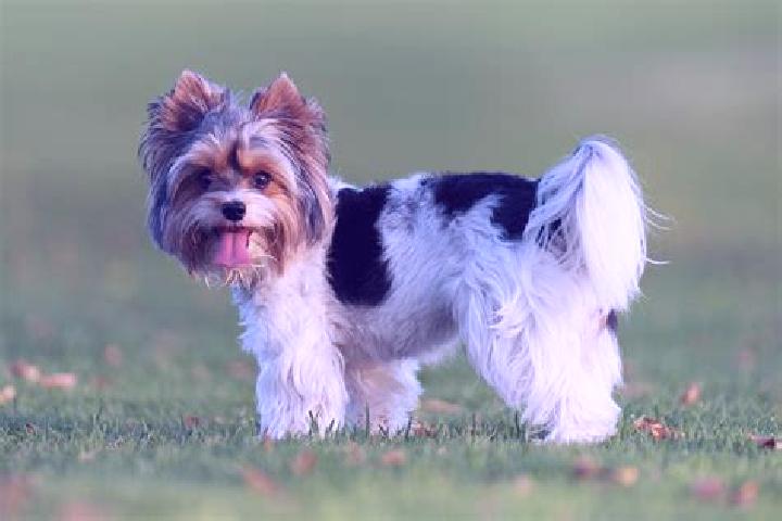 Piper, 23 — Escort in Windy Hills, United States