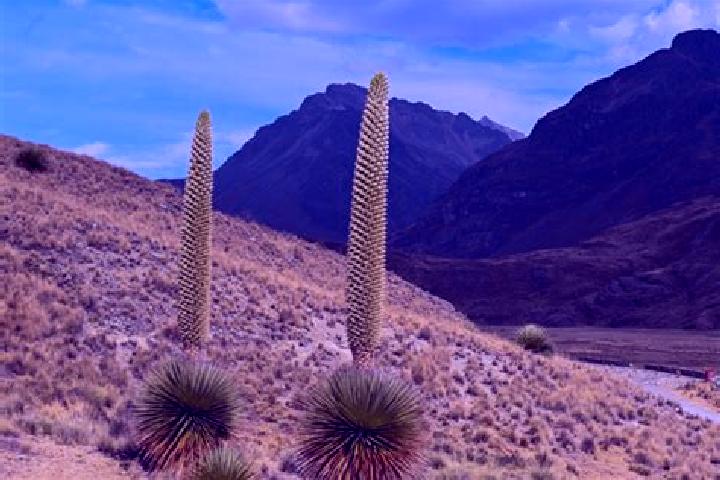 Piper, 24 — Escort in Canchayllo, Peru