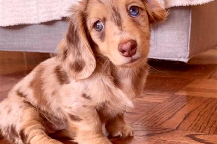 Piper, 30, a red blue-eyed mixed companion based in Noeltoko. Offering 69, Deep French Kissing, Roleplay, Overnight. Available for incall and outcall, overni...