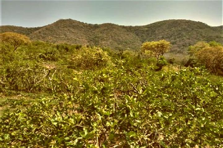 Piper, 30 — Escort in El Limonar, Mexico